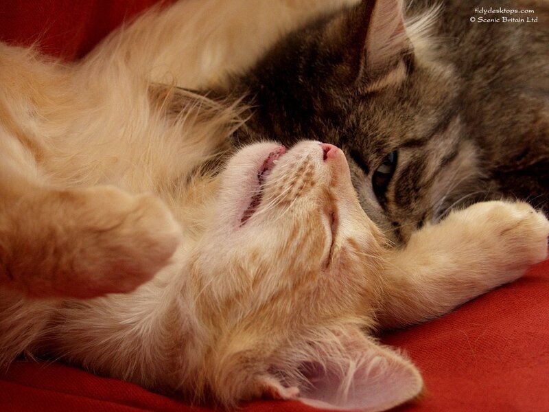Two cats cuddling
