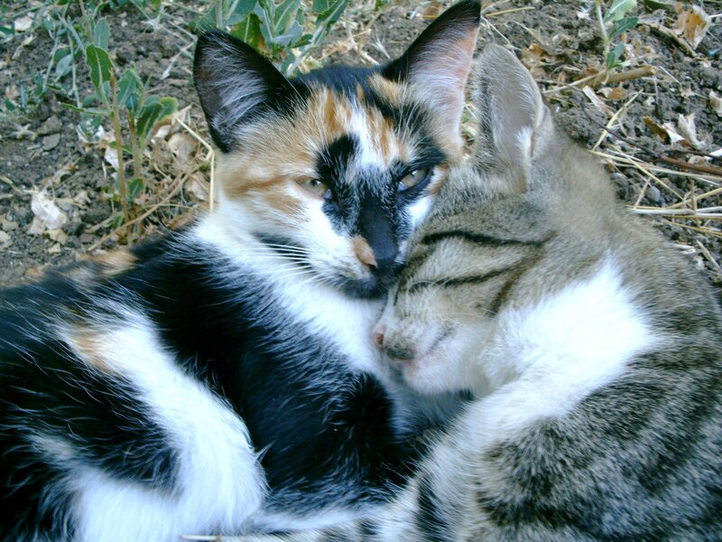 Two Cats Cuddling — Black