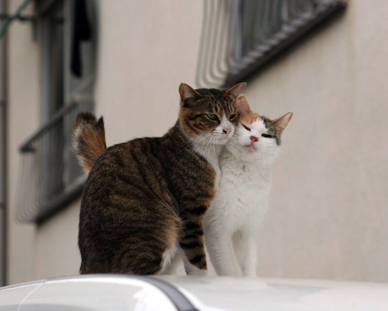 Two Cats Cuddling — Brown, Calm, Afternoon, Photograph, Car Roof, Building
