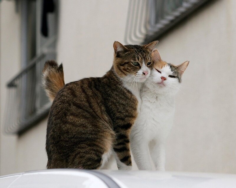 Two Cats Cuddling — Brown, Calm, Afternoon, Photograph, Cat