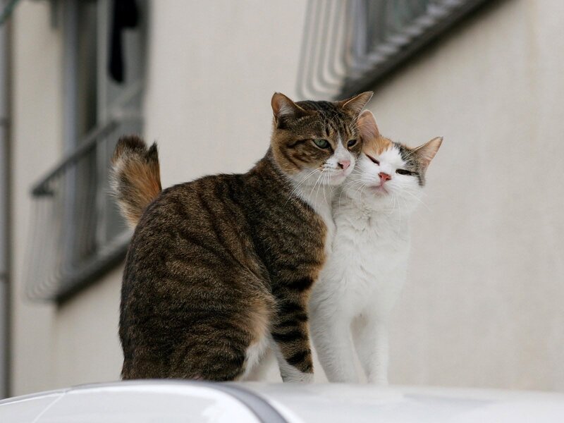 Two Cats Cuddling — Brown, Calm, Afternoon, Photograph