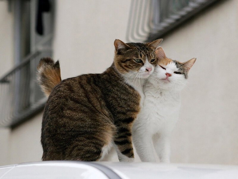 Two Cats Cuddling — Brown, Calm, Afternoon