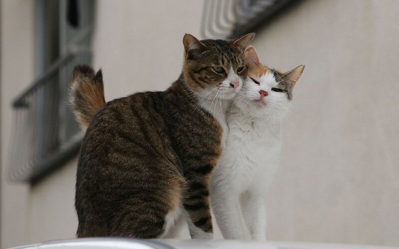 Two Cats Cuddling — Brown, Calm, Photograph, Building