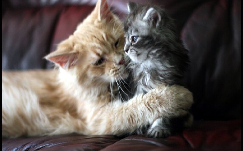 Two Cats Cuddling — Brown, Calm, Photograph, Cat