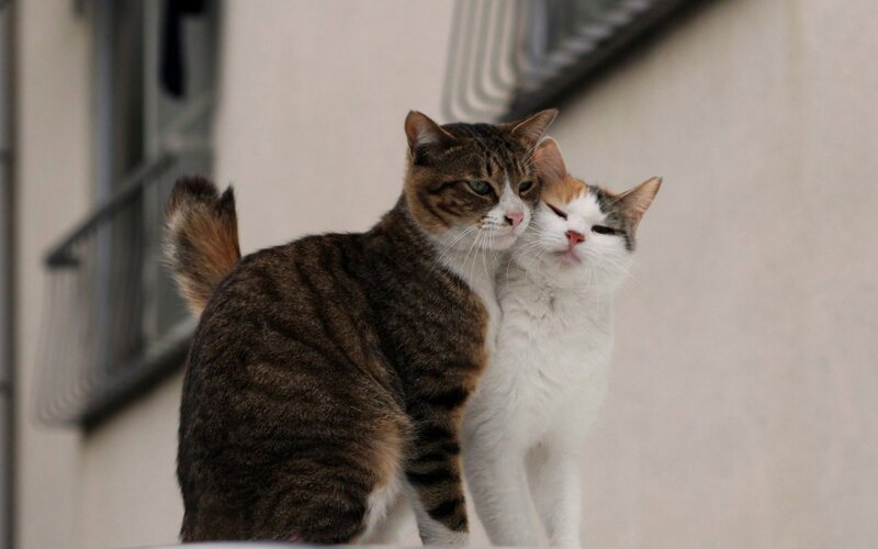 Two Cats Cuddling — Brown, Calm, Photograph