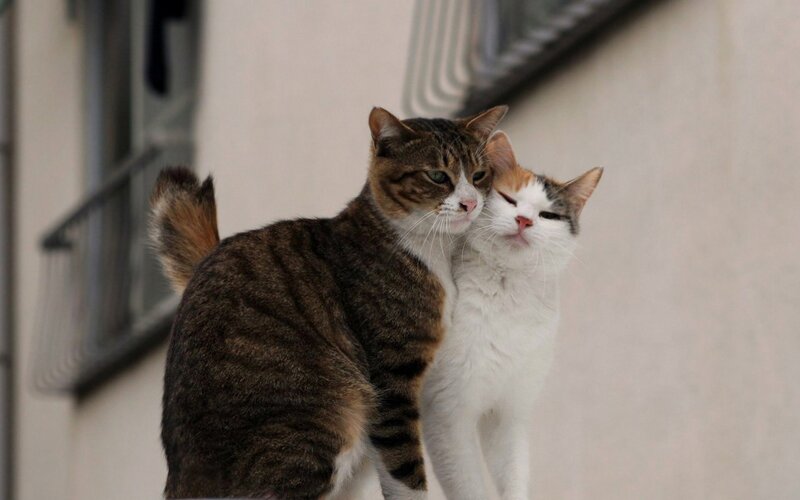 Two Cats Cuddling — Brown, Calm, Photograph, Wall