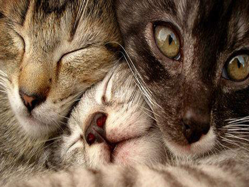 Two Cats Cuddling — Brown, Calm