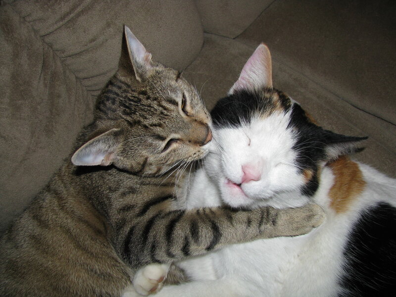 Two Cats Cuddling — Brown, Peaceful, Photograph