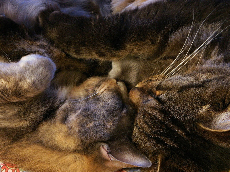 Two Cats Cuddling — Brown, Peaceful