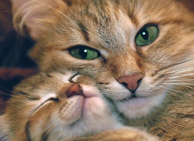 Two Cats Cuddling — Brown