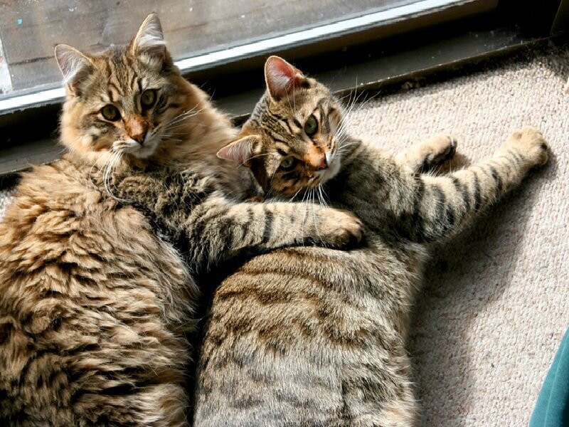 Two cats cuddling by the window