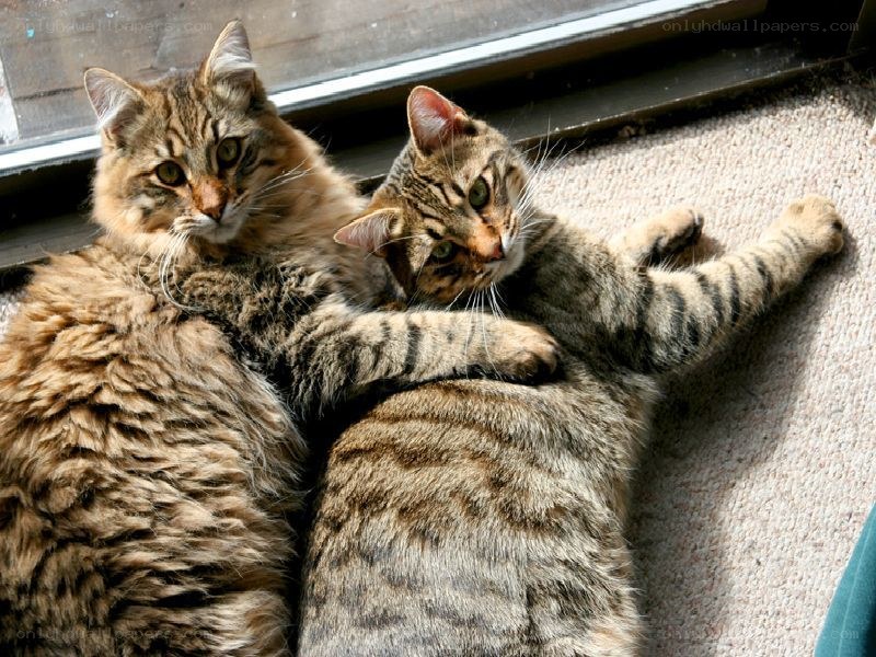 Two cats cuddling by the window