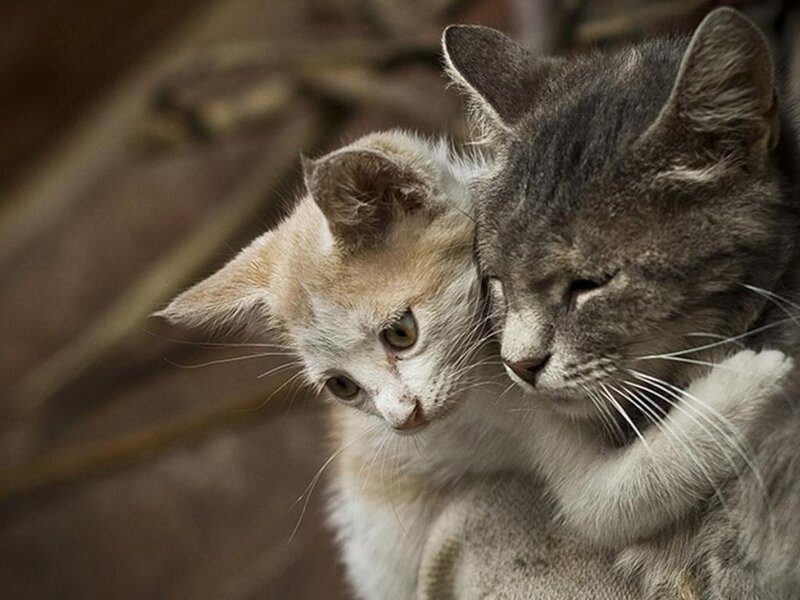 Two Cats Cuddling — Gray, Calm, Photograph, Cat