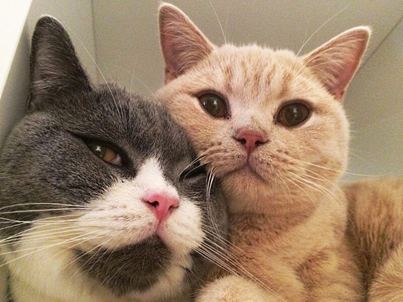 Two Cats Cuddling — Gray, Calm, Photograph, Cat, Wall