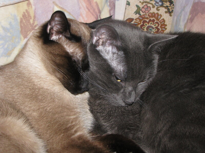 Two Cats Cuddling — Gray, Calm, Photograph, Couch