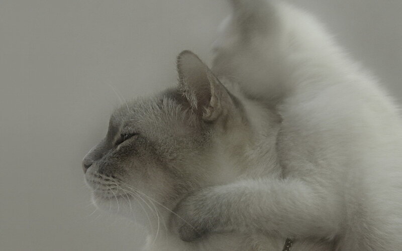 Two Cats Cuddling — Gray, Calm, Photograph