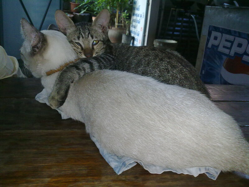 Two Cats Cuddling — Gray, Calm
