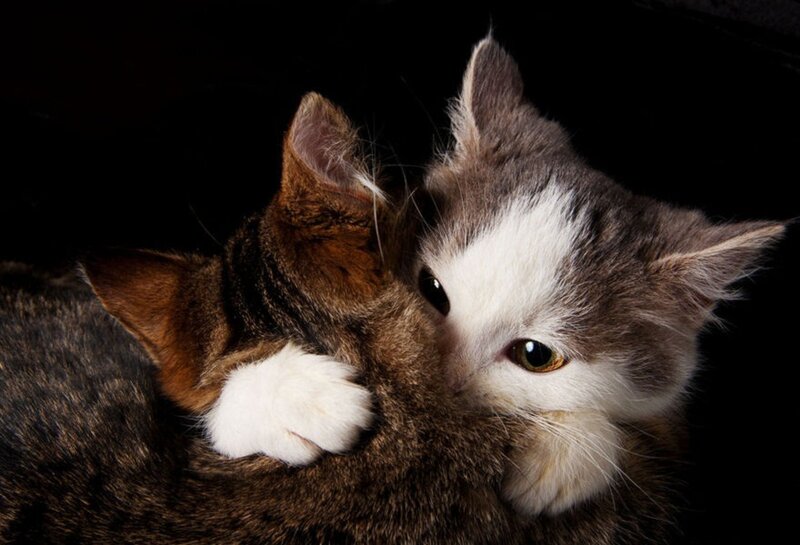 Two Cats Cuddling — Gray, Intimate