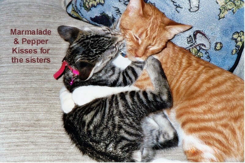 Two Cats Cuddling — Gray, Peaceful