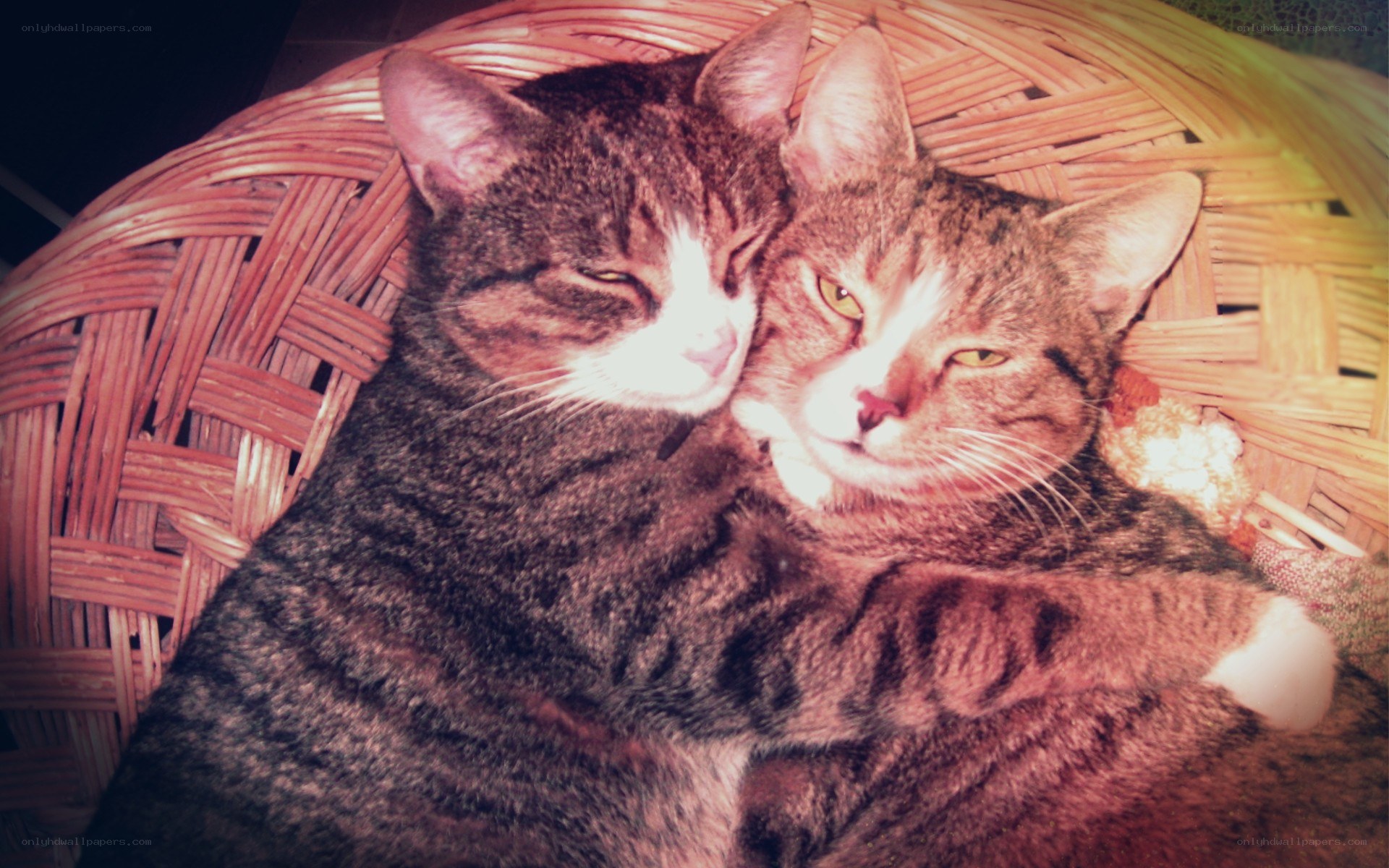 Two cats cuddling in a basket