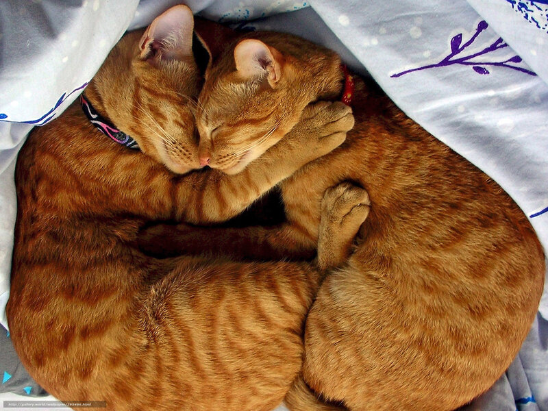 Two cats cuddling in blanket