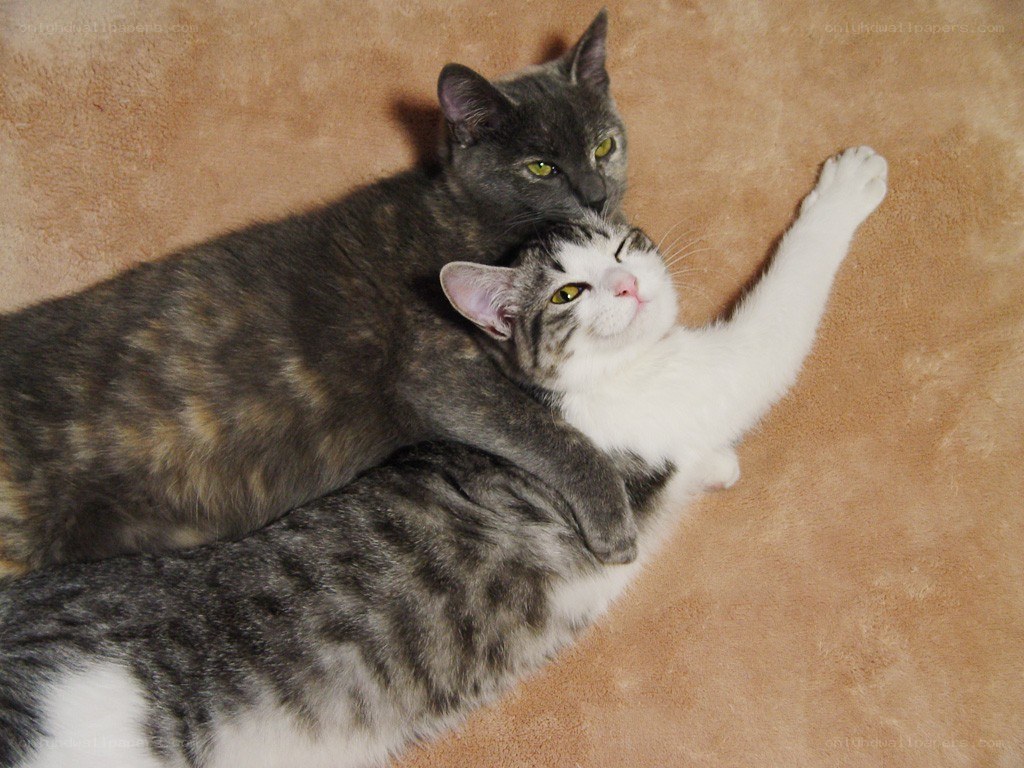 Two cats cuddling on a blanket
