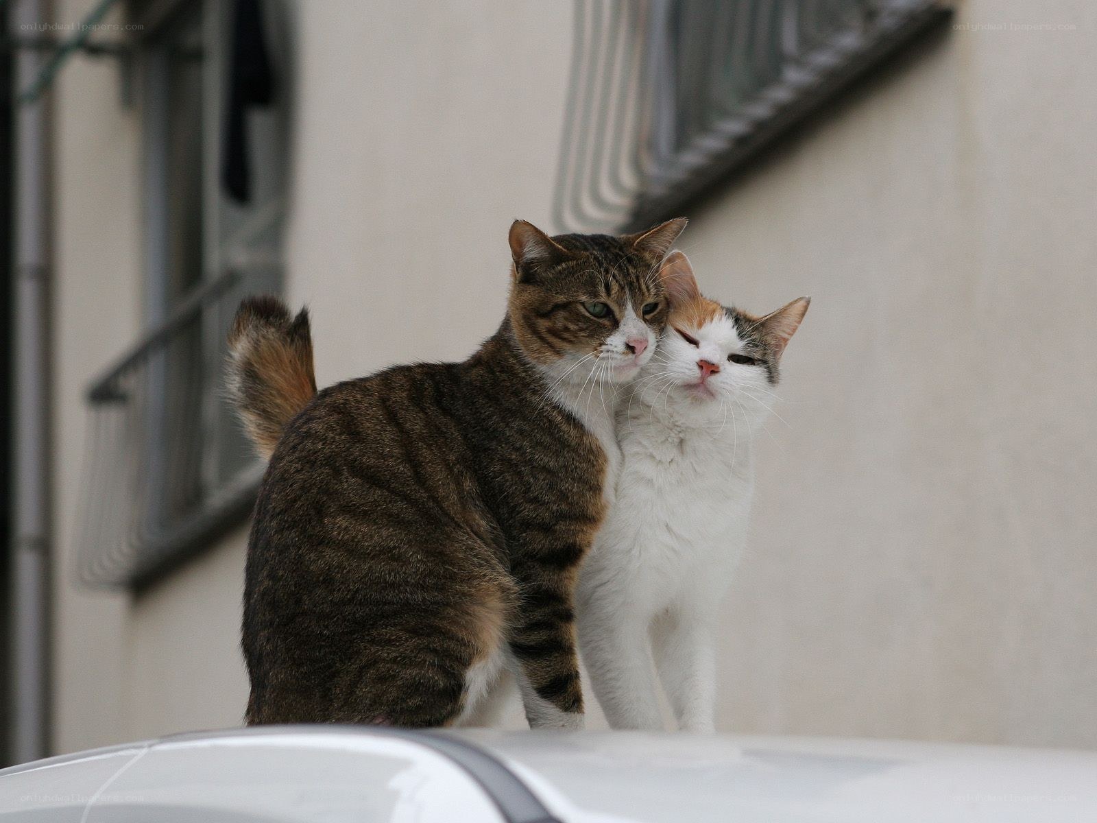 Two cats cuddling on a car