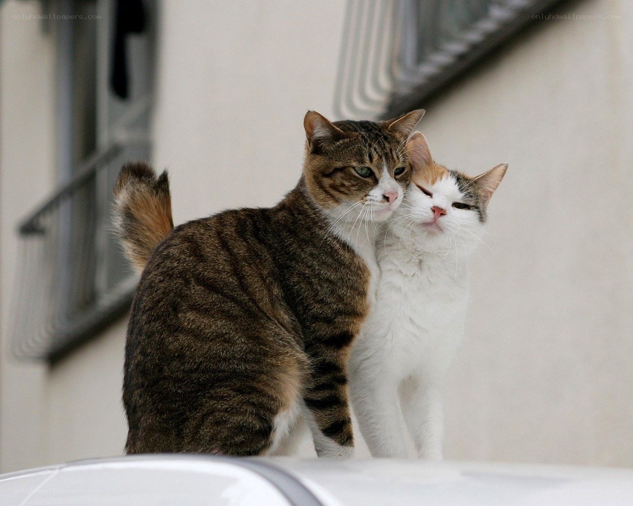 Two cats cuddling on a car