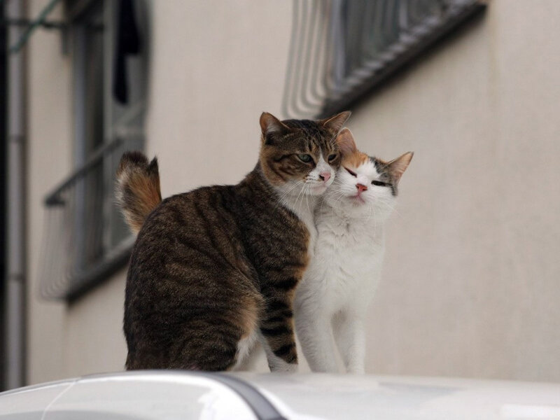 Two cats cuddling on a car