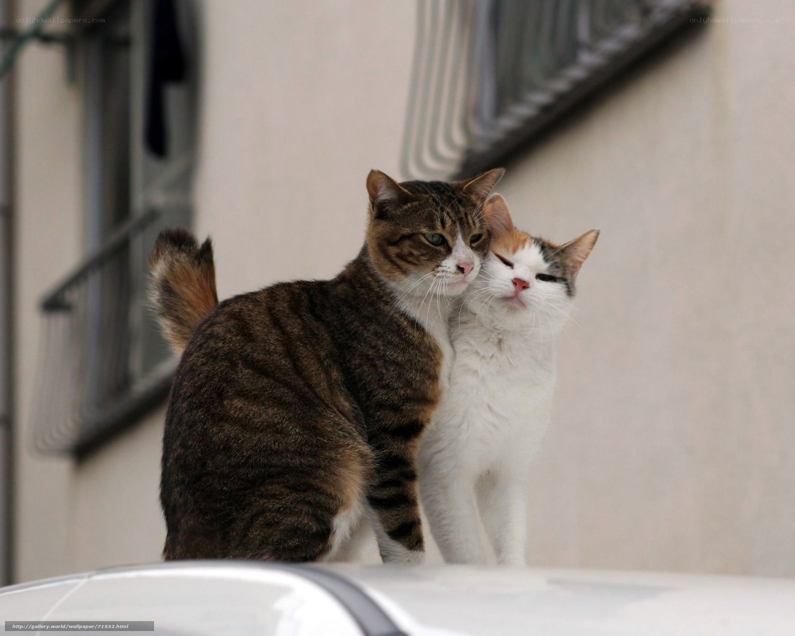 Two cats cuddling on a car