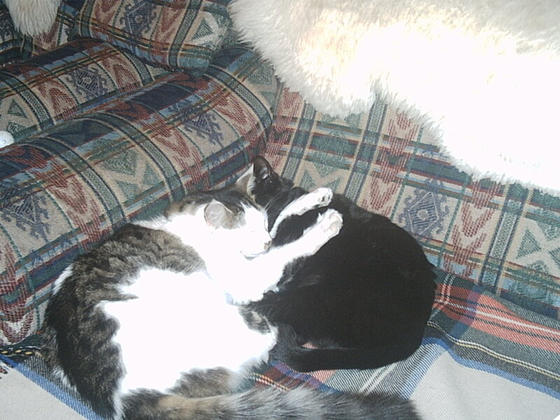 Two cats cuddling on a couch