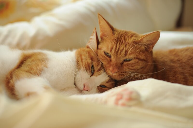 Two Cats Cuddling — Orange, Calm, Morning