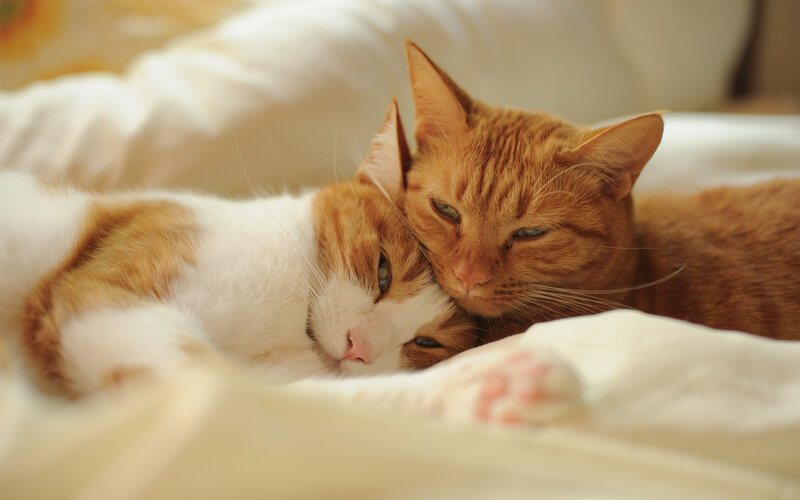 Two Cats Cuddling — Orange, Calm