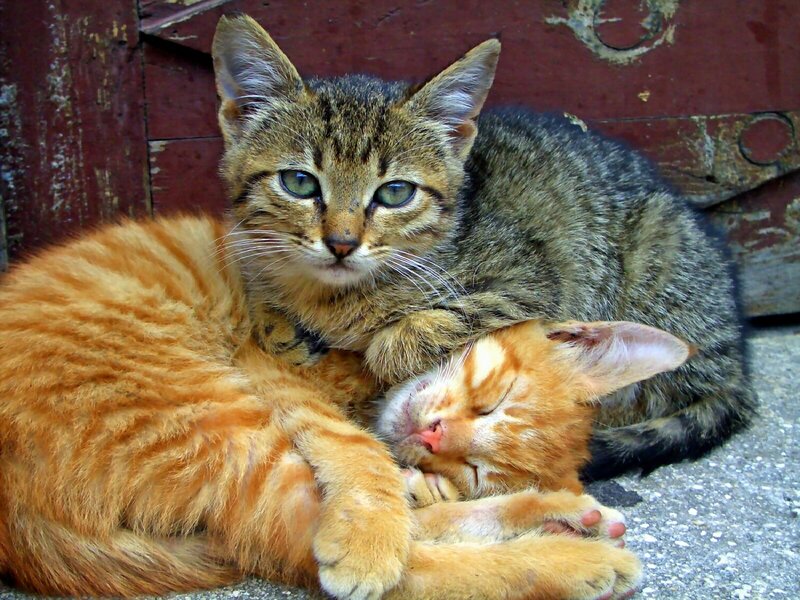 Two Cats Cuddling — Orange, Peaceful