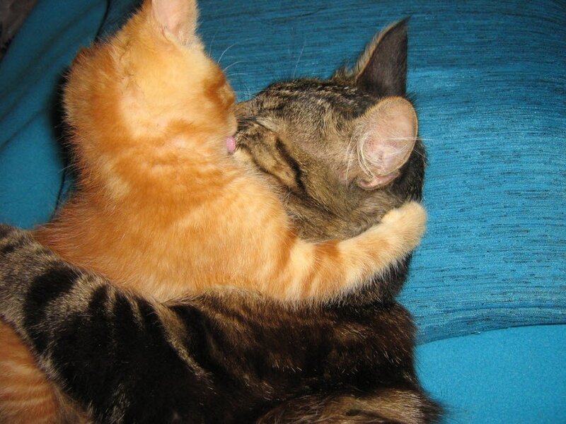 Two Cats Cuddling — Orange