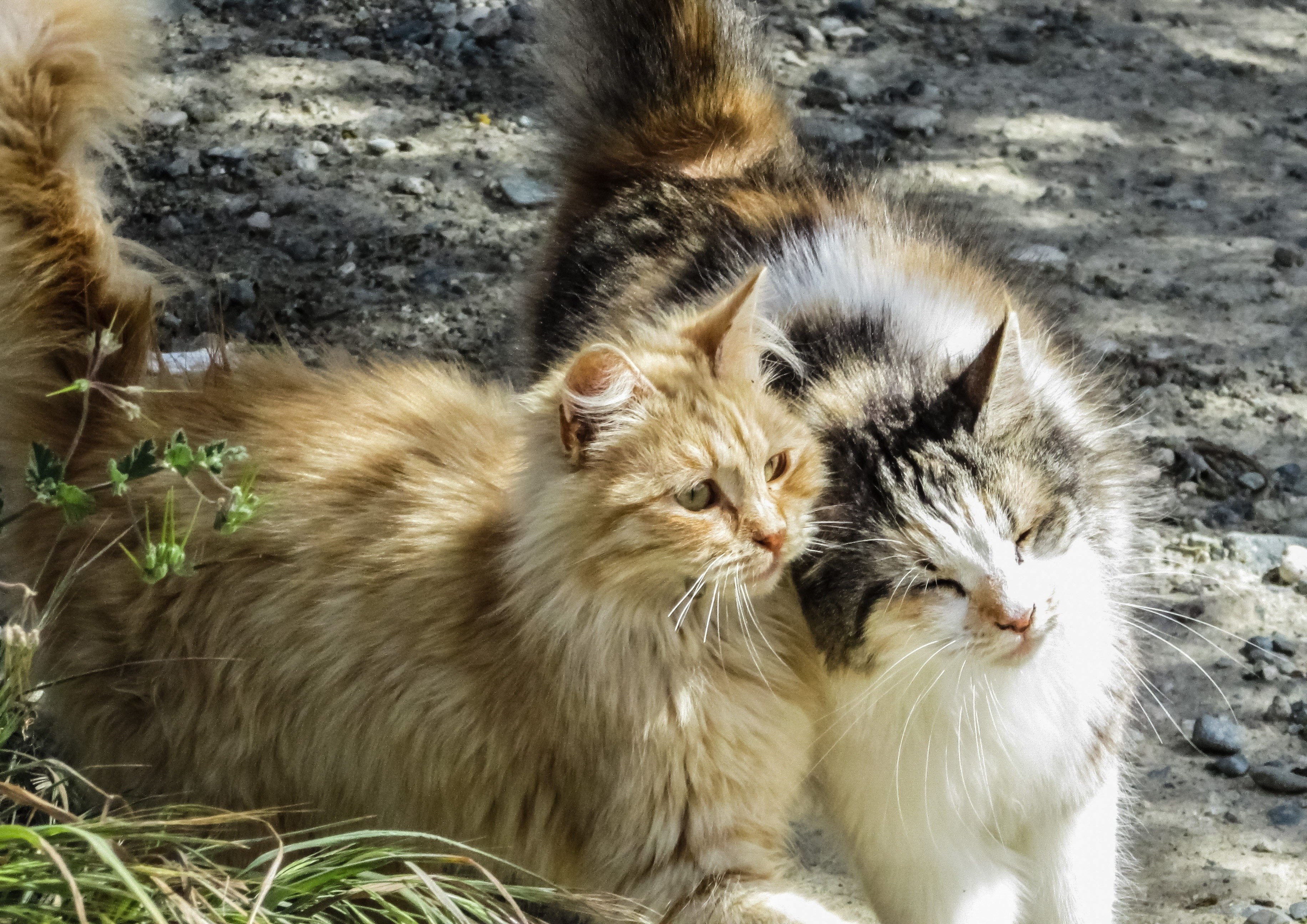 Two cats cuddling outdoors