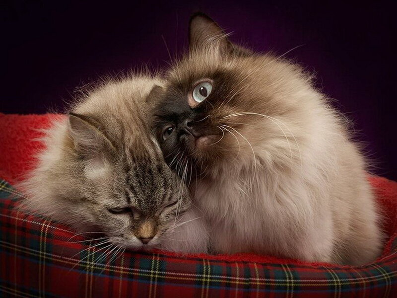 Two Cats Cuddling — Red