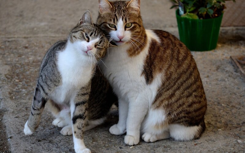 Two cats cuddling together