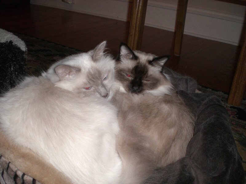Two cats cuddling together