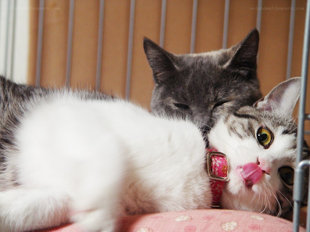 Two cats cuddling together