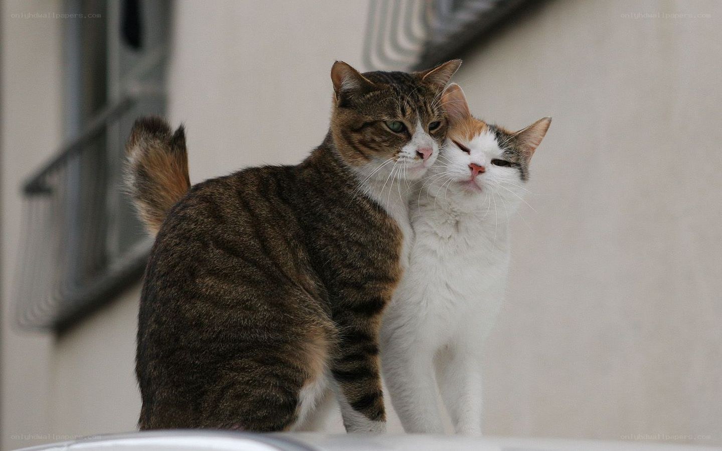 Two cats cuddling together