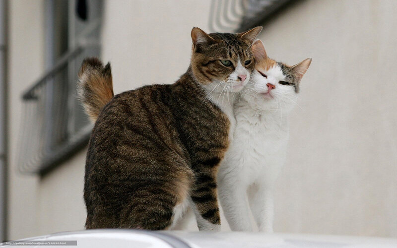 Two cats cuddling together