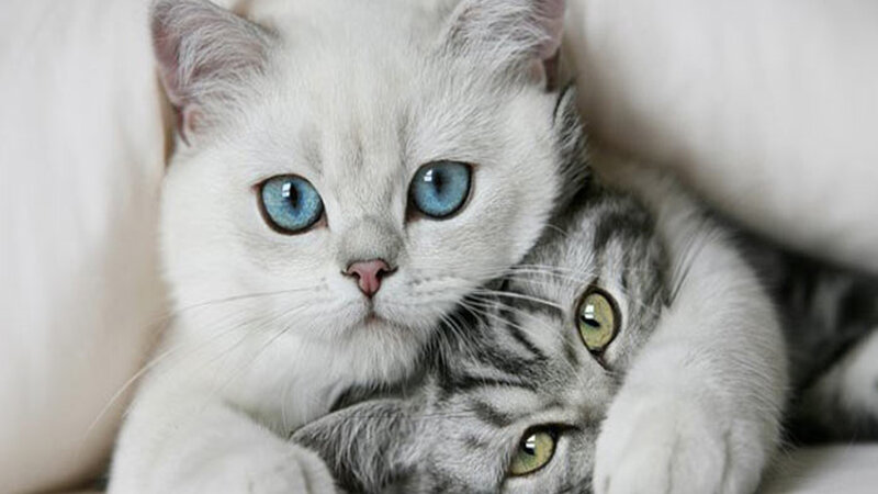 Two Cats Cuddling — White, Calm, Photograph, Cat