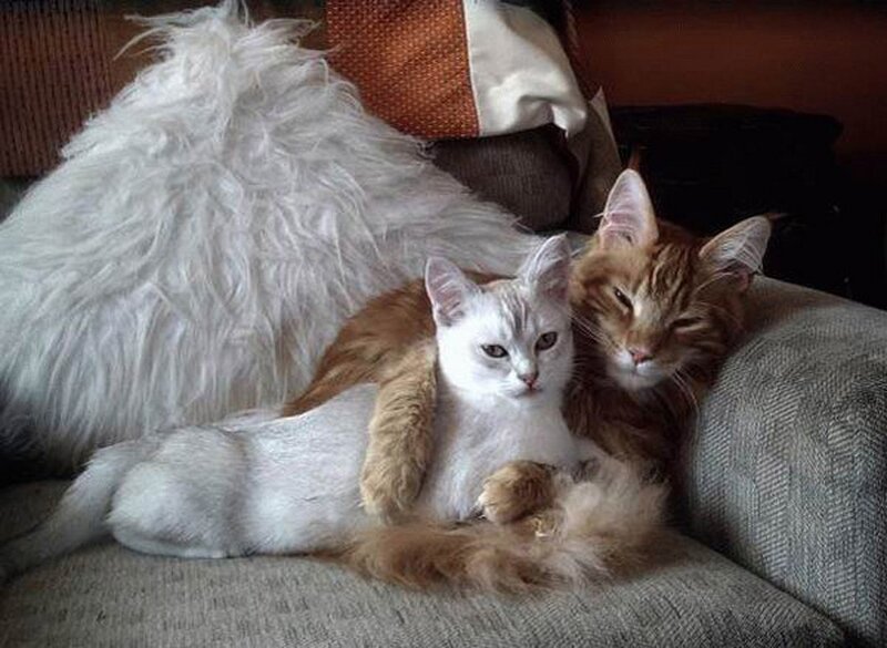 Two Cats Cuddling — White, Calm, Photograph