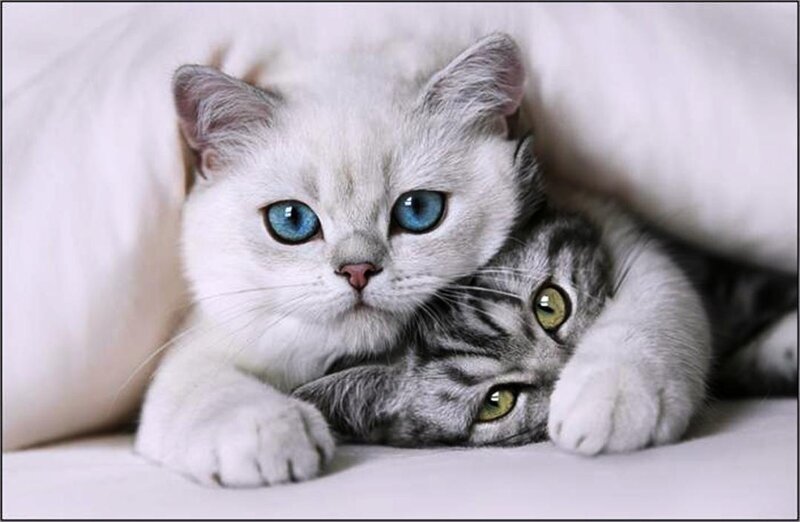 Two Cats Cuddling — White, Calm