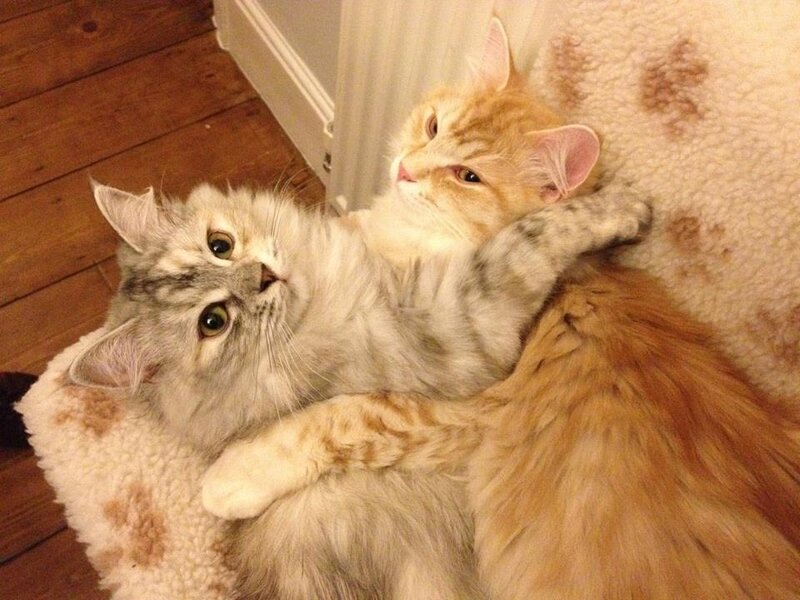 Two Cats Cuddling — White, Cozy