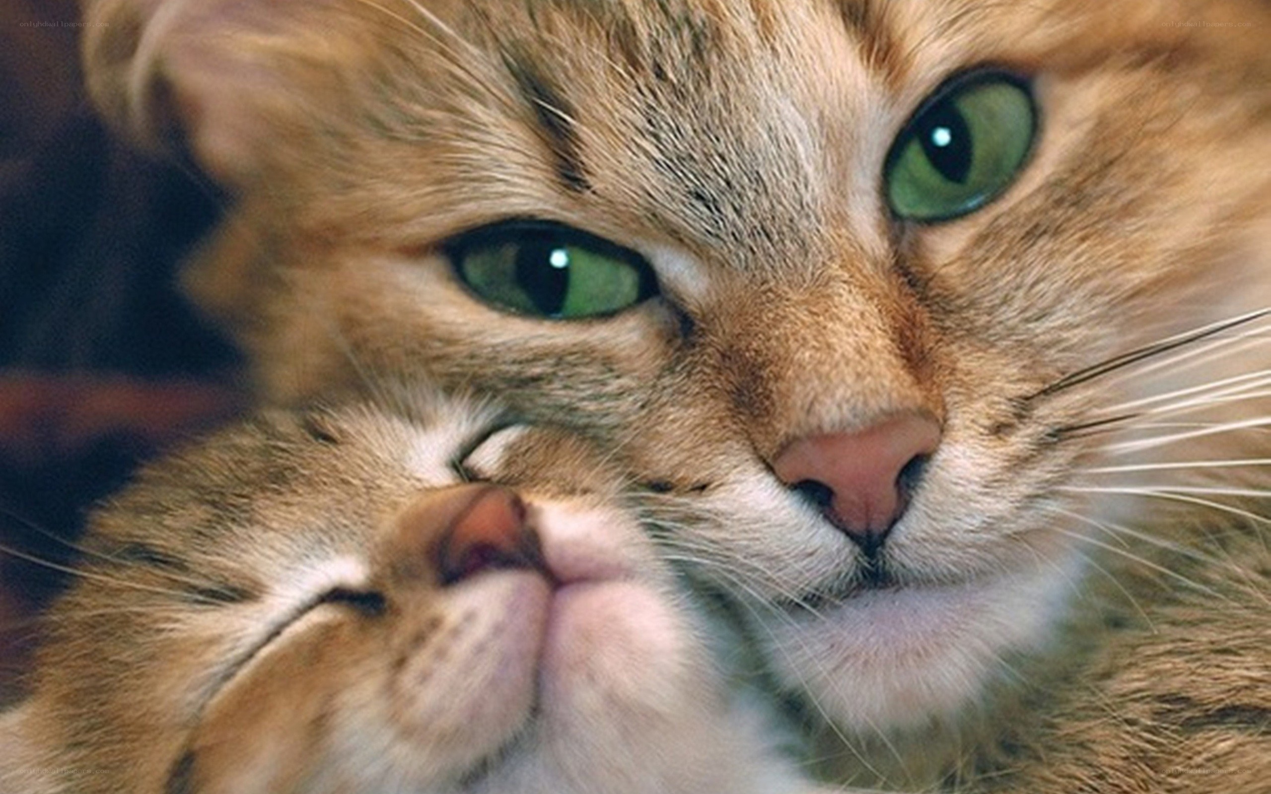 Two cats cuddling