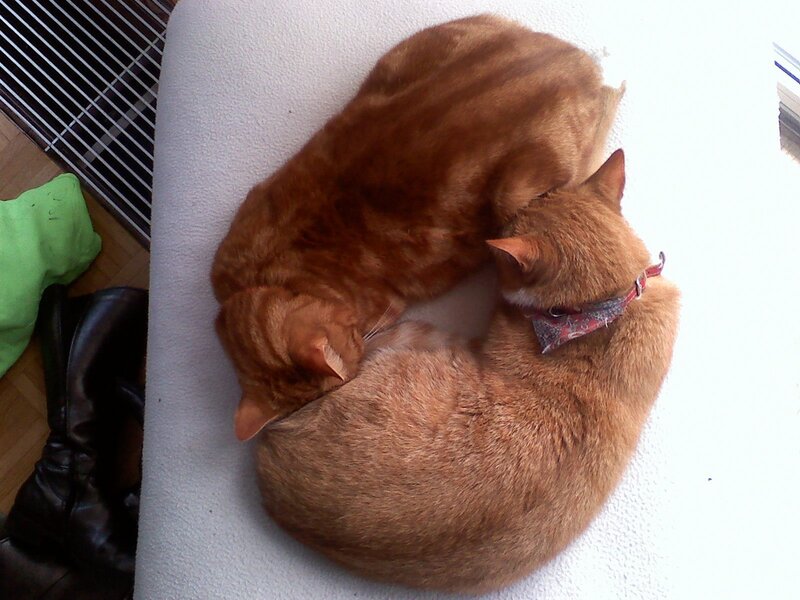 Two cats curled up together
