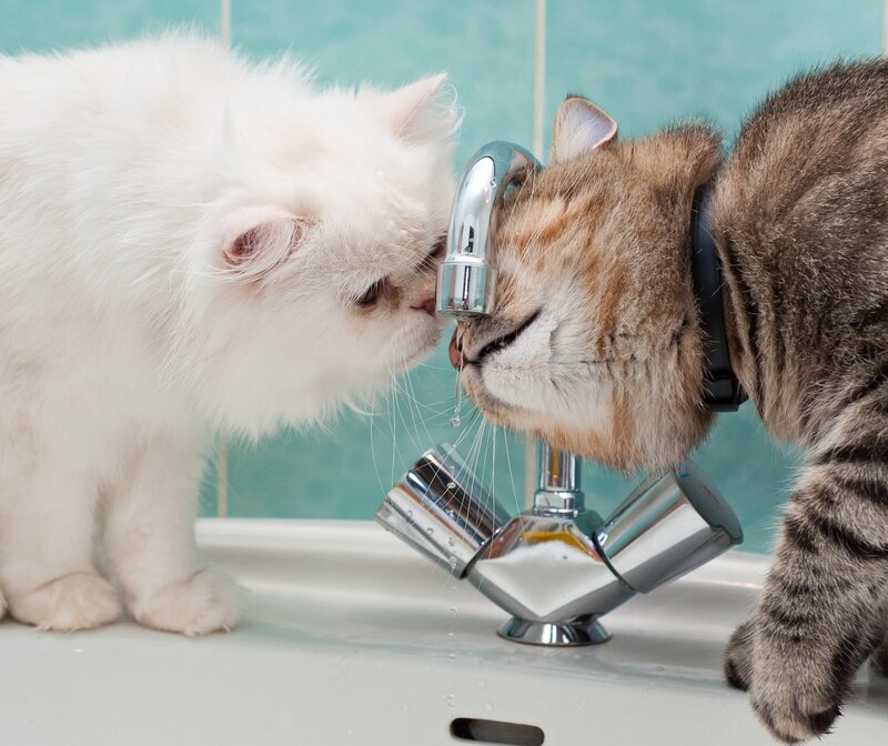 Two cats drinking from faucet