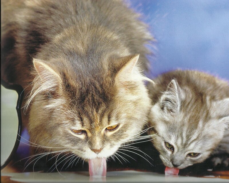 Two Cats Drinking